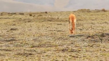 Vahşi Vicuna erkek