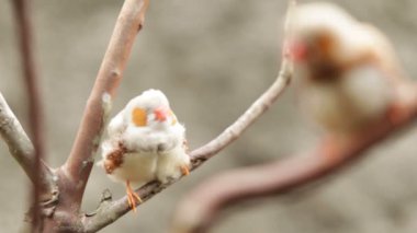 Zebra finch kuşlar