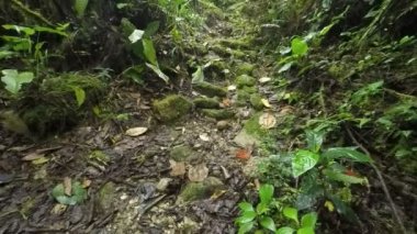 Jack Russell Terrier getirme