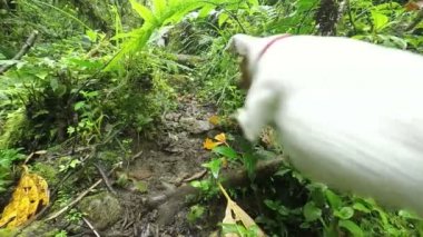 Jack Russell Teriyer Yavaş Hareket