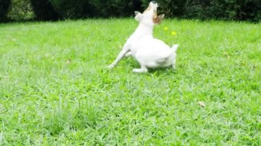 Jack Russell Teriyer Yavaş Hareket