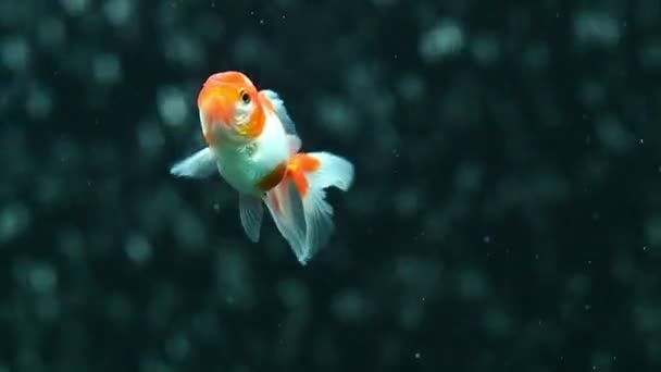 Золота рибка червоний Oranda — стокове відео