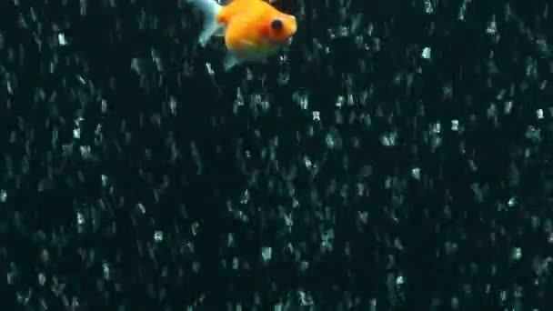 珍珠规模金鱼 — 图库视频影像