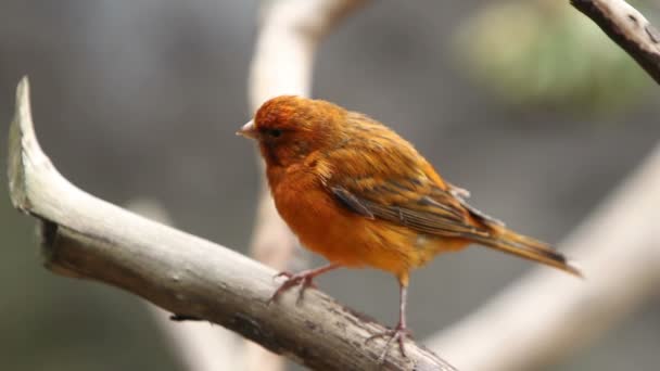 Aves canarias domesticadas — Vídeo de stock