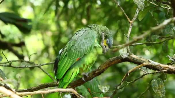 Amazonie Ochrocephala Oiseau 