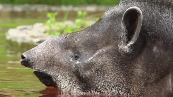 Male Tapir Playing In The Water — Stock Video