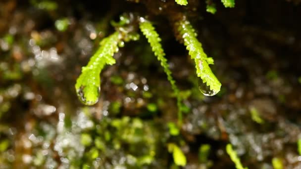 Fresh Water Stream — Stock Video