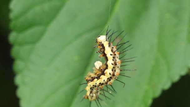 Gymnastique Caterpillar Part2 