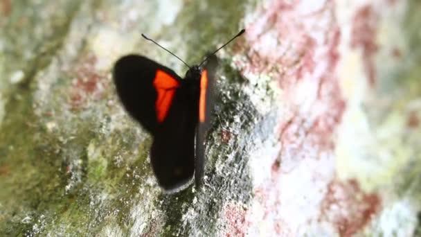 Ailes de papillon gros plan — Video