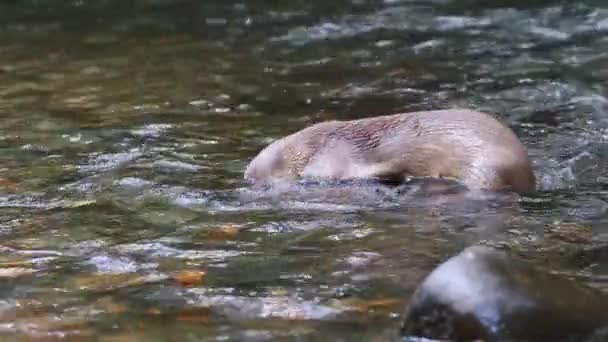 Otter Neotropical ποταμού — Αρχείο Βίντεο