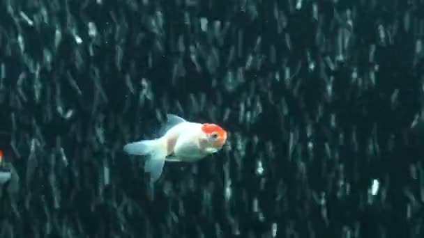 Oranda und rote Mütze Goldfisch — Stockvideo