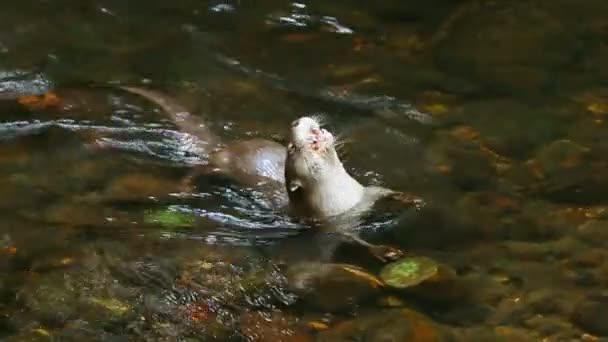 Wilde rivier-otter — Stockvideo