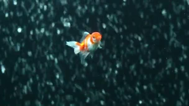 Červená oranda zlaté rybky — Stock video