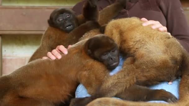 Brincando com macacos — Vídeo de Stock