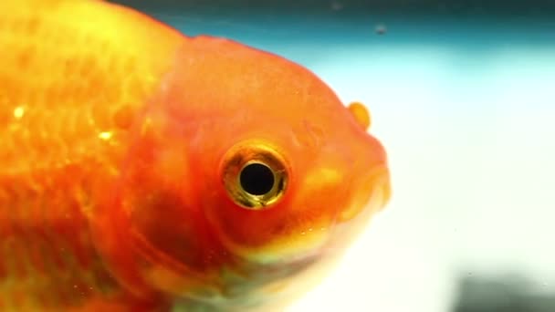 Pesce rosso testa Closuep — Video Stock