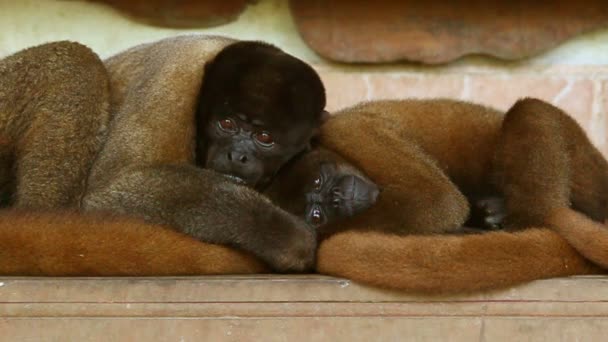 Любящая пара обезьян — стоковое видео