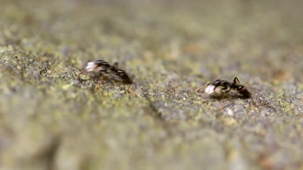 Macro-tir fourmis — Video