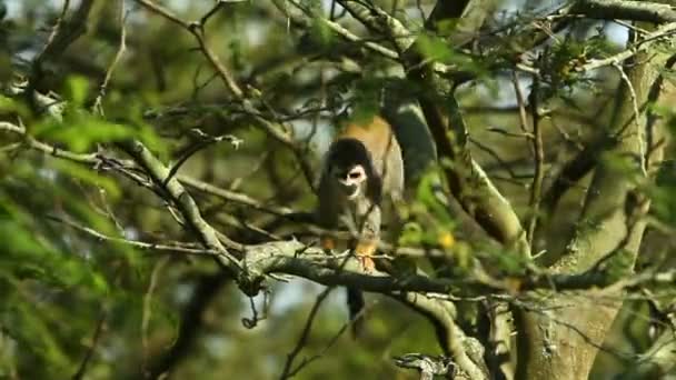 アマゾンの野生の猿 — ストック動画