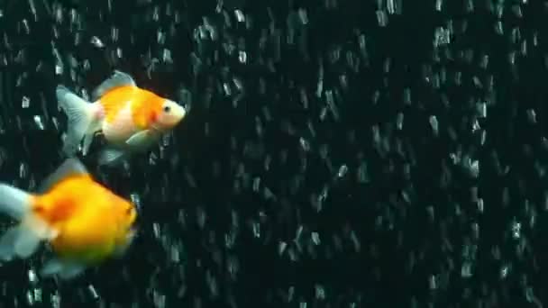 Pérola Escala Goldfish — Vídeo de Stock