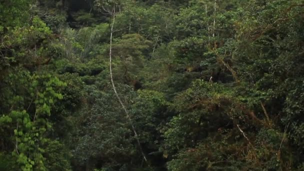 Forêt tropicale dans les Andes équatoriennes 