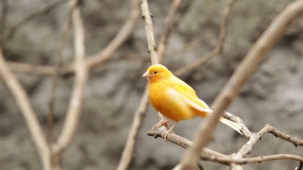 Oiseau canari domestiqué 