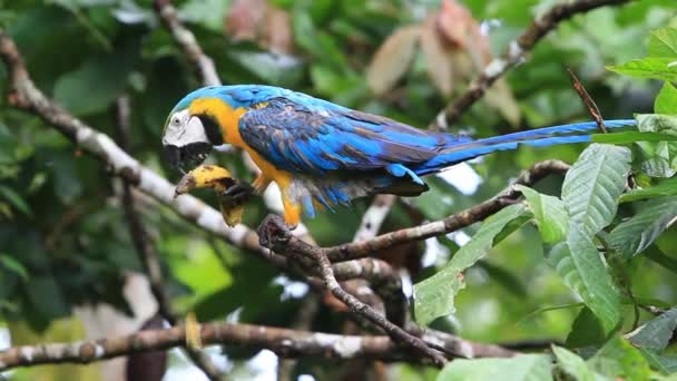 Guacamayo de Ara libre — Vídeos de Stock