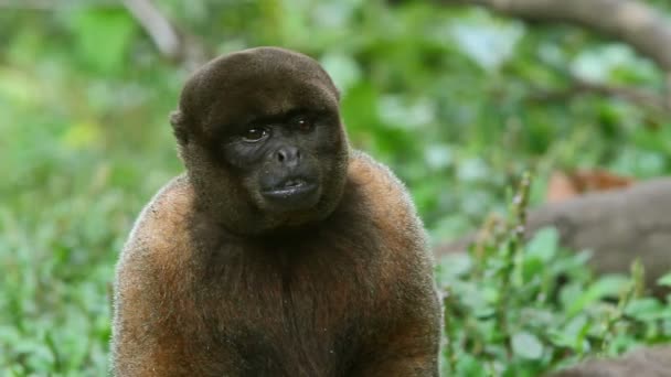 Macaco Comedor Rápido — Vídeo de Stock