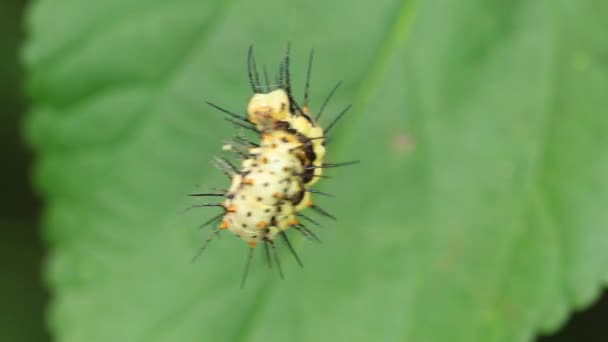 Caterpillar Ginástica Macro Shot — Vídeo de Stock