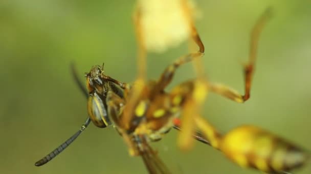 Жовтій куртці Wasp супер макро — стокове відео