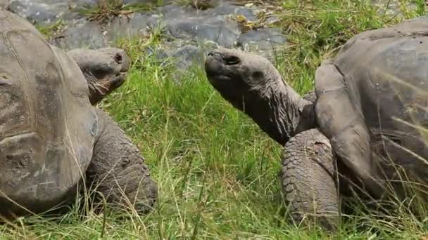 Галапагоські гігантські черепахи пара — стокове відео