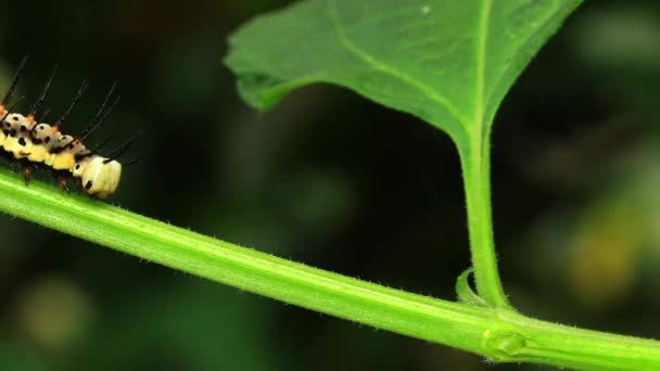 Macro-tir papillon facteur — Video