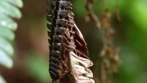 Centopiedi giganti con dorso piatto — Video Stock