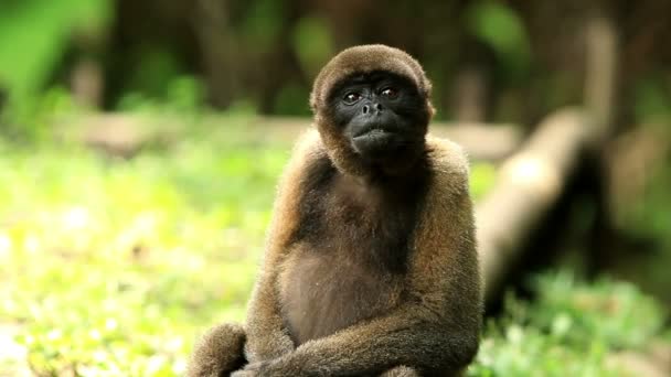 Macaco lanoso selvagem — Vídeo de Stock