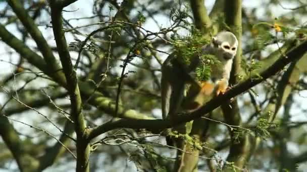 Champion de l'équilibre Singe 