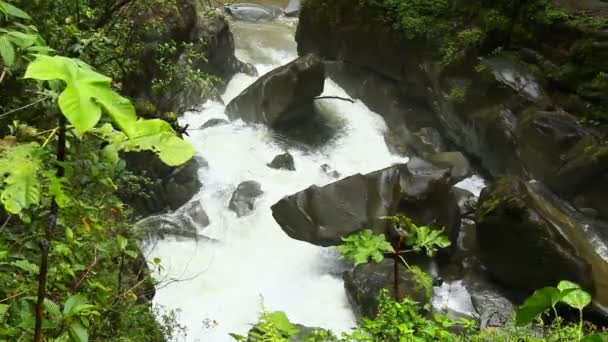 Berg rivier In het regenwoud — Stockvideo