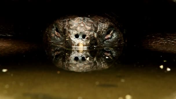 Galapagos schildpad close-up — Stockvideo