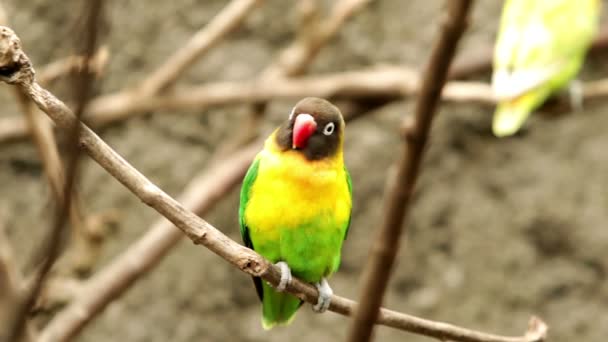 Gouldian finch bird — Vídeo de Stock