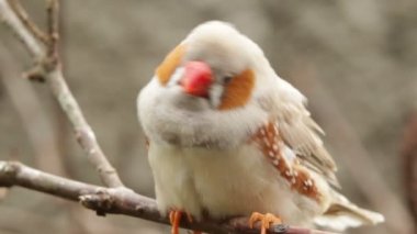 Zebra finch kuş