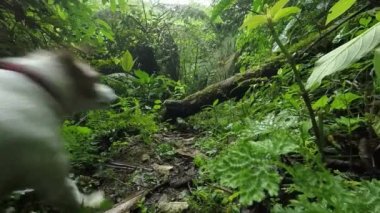 Jack Russell Teriyer Yavaş Hareket