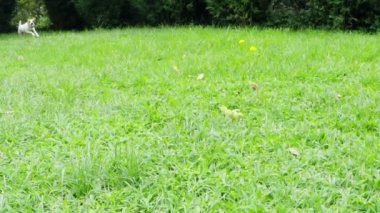 Jack Russell Teriyer Yavaş Hareket