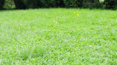 Jack Russell Teriyer Yavaş Hareket