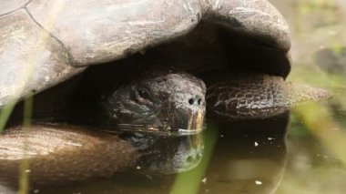 Düşük açılı Galapagos kaplumbağası