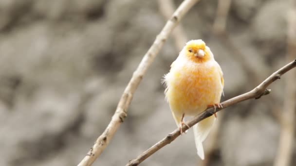 Oiseau canari domestiqué 