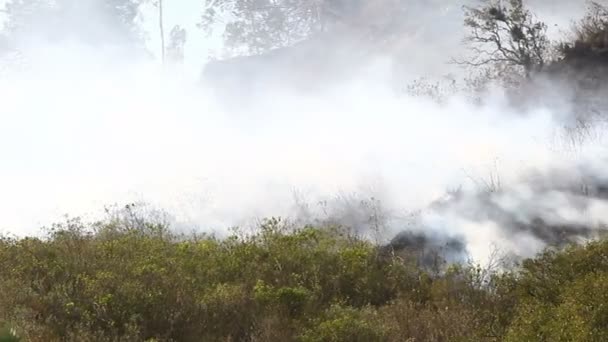 Yangın kaydırma bush — Stok video