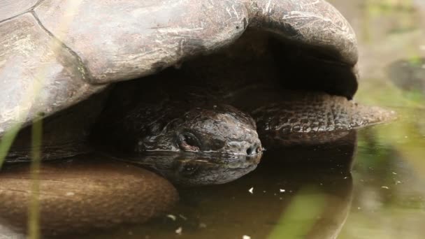 Düşük açılı Galapagos kaplumbağası — Stok video