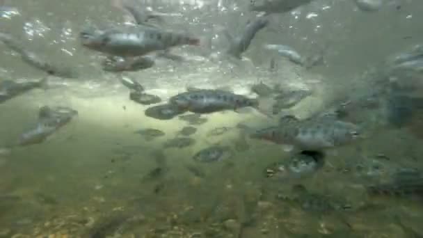 Colonie des jeunes truites 