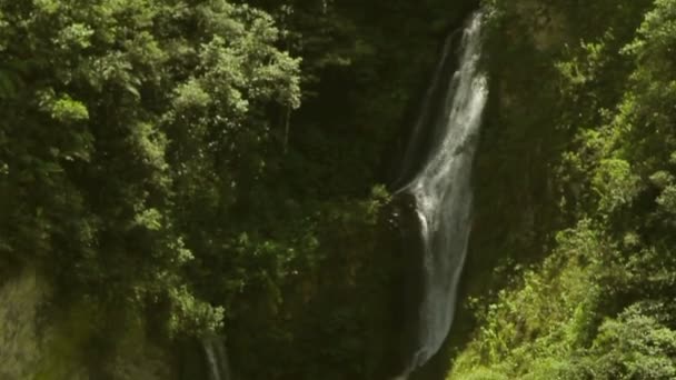 Ruscello d'acqua nella foresta pluviale — Video Stock