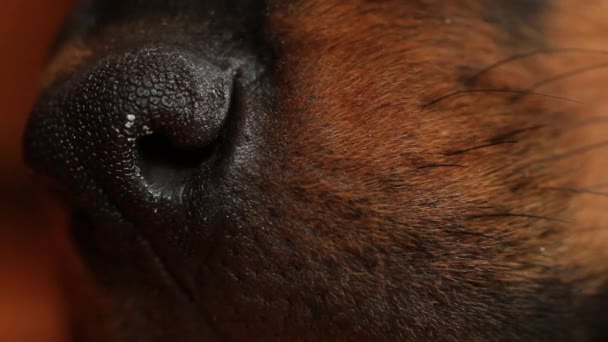 Hond neus close-up — Stockvideo