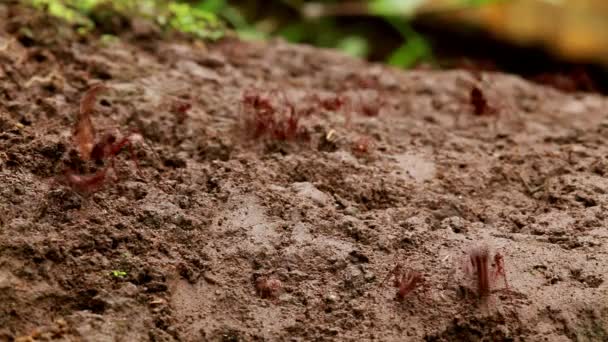 Μυρμήγκια κοπτών φύλλων — Αρχείο Βίντεο