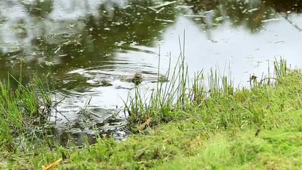 Grande Caiman selvagem — Vídeo de Stock